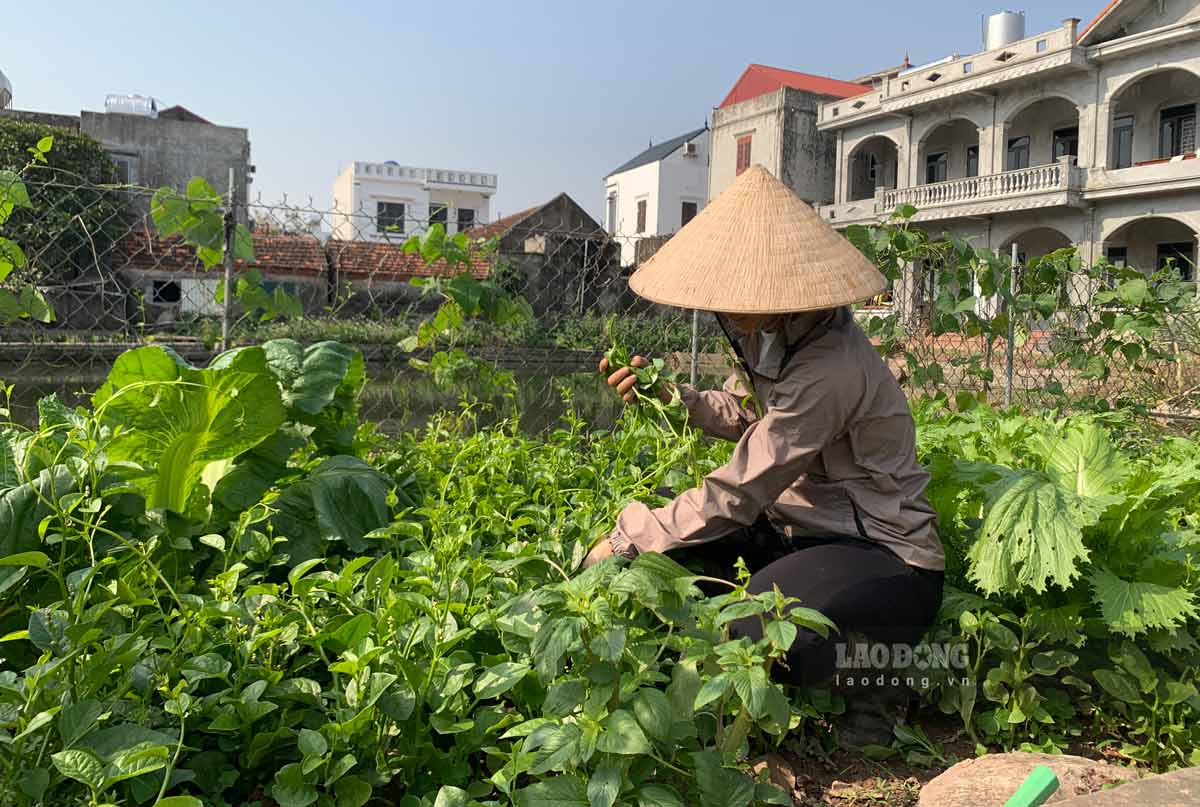 Vuon rau trong khuon vien nha tinh thuong duoc cac so trong. Anh: Luong Ha