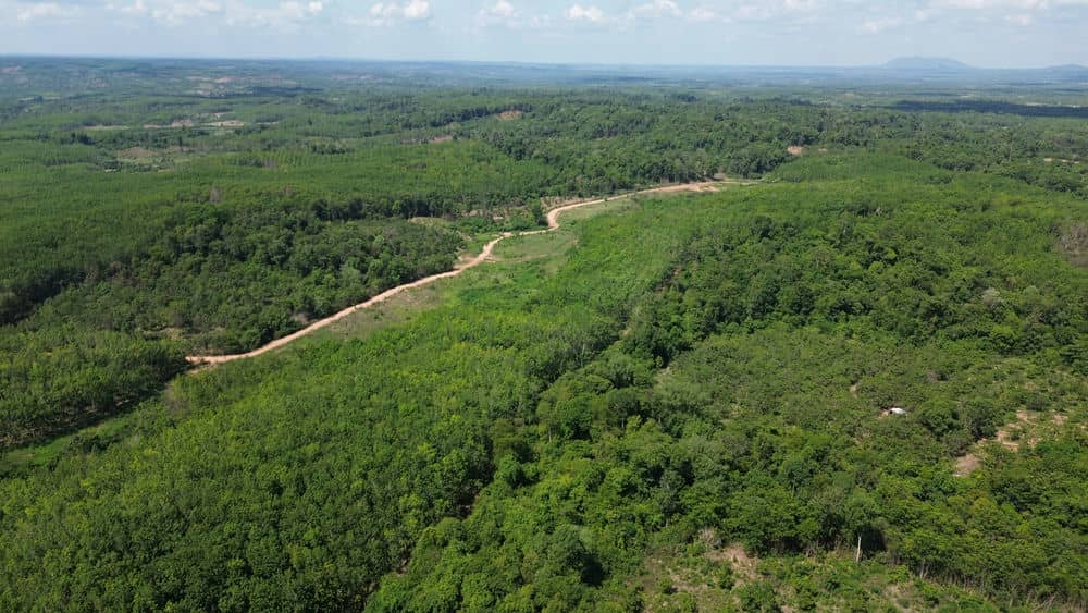 Tinh Gia Lai can som chuyen doi co cau cay trong phu hop, hieu qua tren dien tich cay cao su coi coc, bi chet de tranh lang phi tai nguyen. Anh: Thanh Tuan 