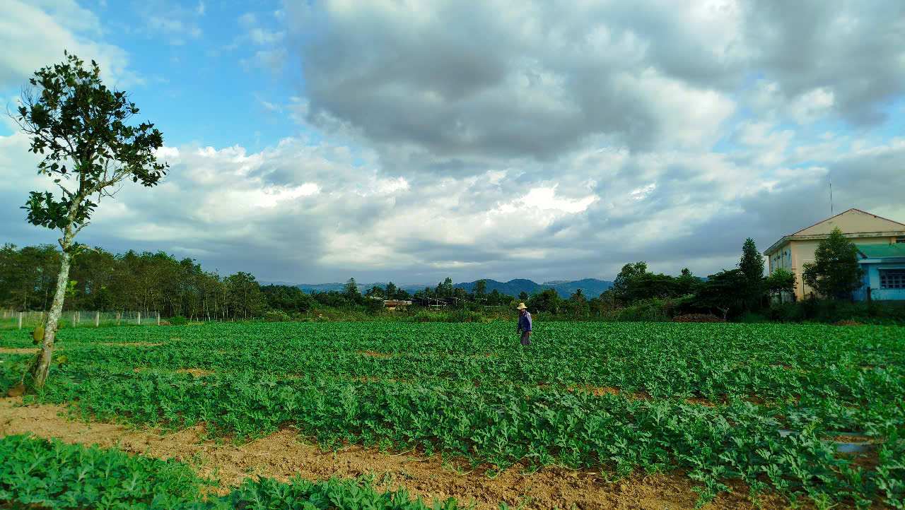 Watermelon farmers hope for favorable weather. Photo: Bao Lam