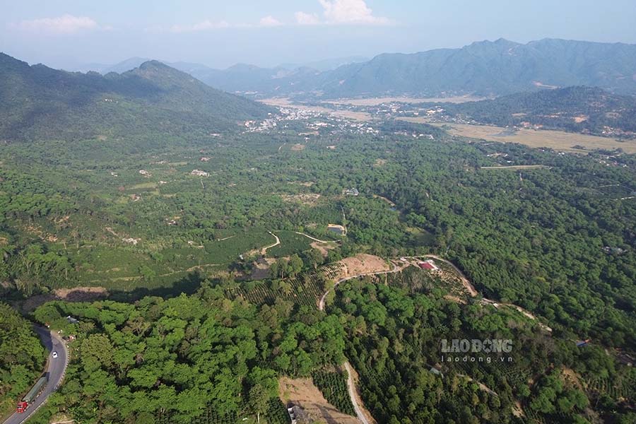 Arabica coffee is grown in Muong Khoe valley (Muong Ang district, Dien Bien province). Photo: Quang Dat