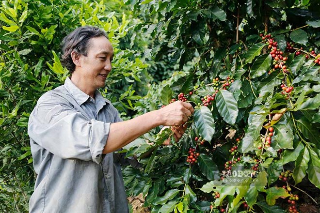 Diện tích trồng mới cà phê Arabica Mường Ảng hiện nay chủ yếu ở đất dốc.