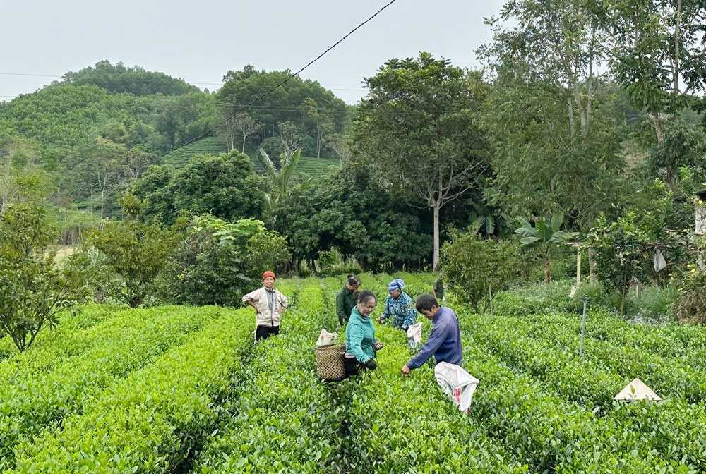 Huyện Đồng Hỷ thực hiện đồng bộ các chính sách giảm nghèo. Ảnh: Ha Thanh