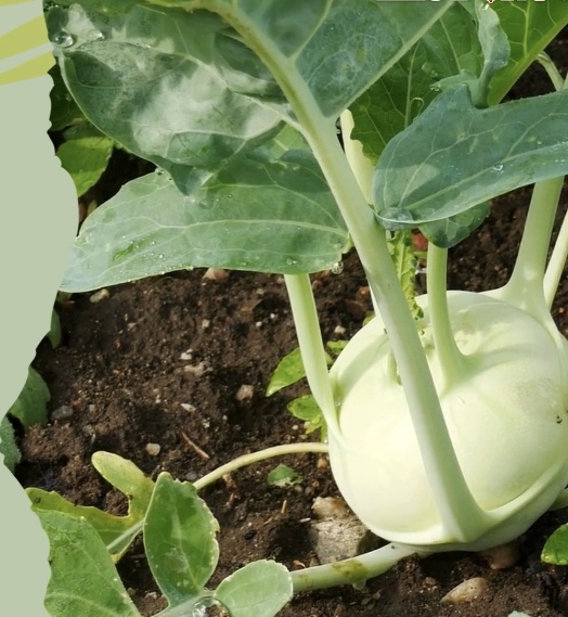 You can eat kohlrabi without worrying about increasing uric acid. Graphics: Huong Giang