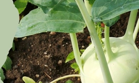 Có thể ăn su hào mà không lo tăng axit uric. Đồ hoạ: Hương Giang