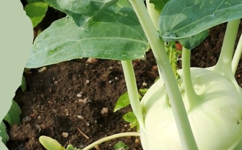 You can eat kohlrabi without worrying about increasing uric acid. Graphics: Huong Giang