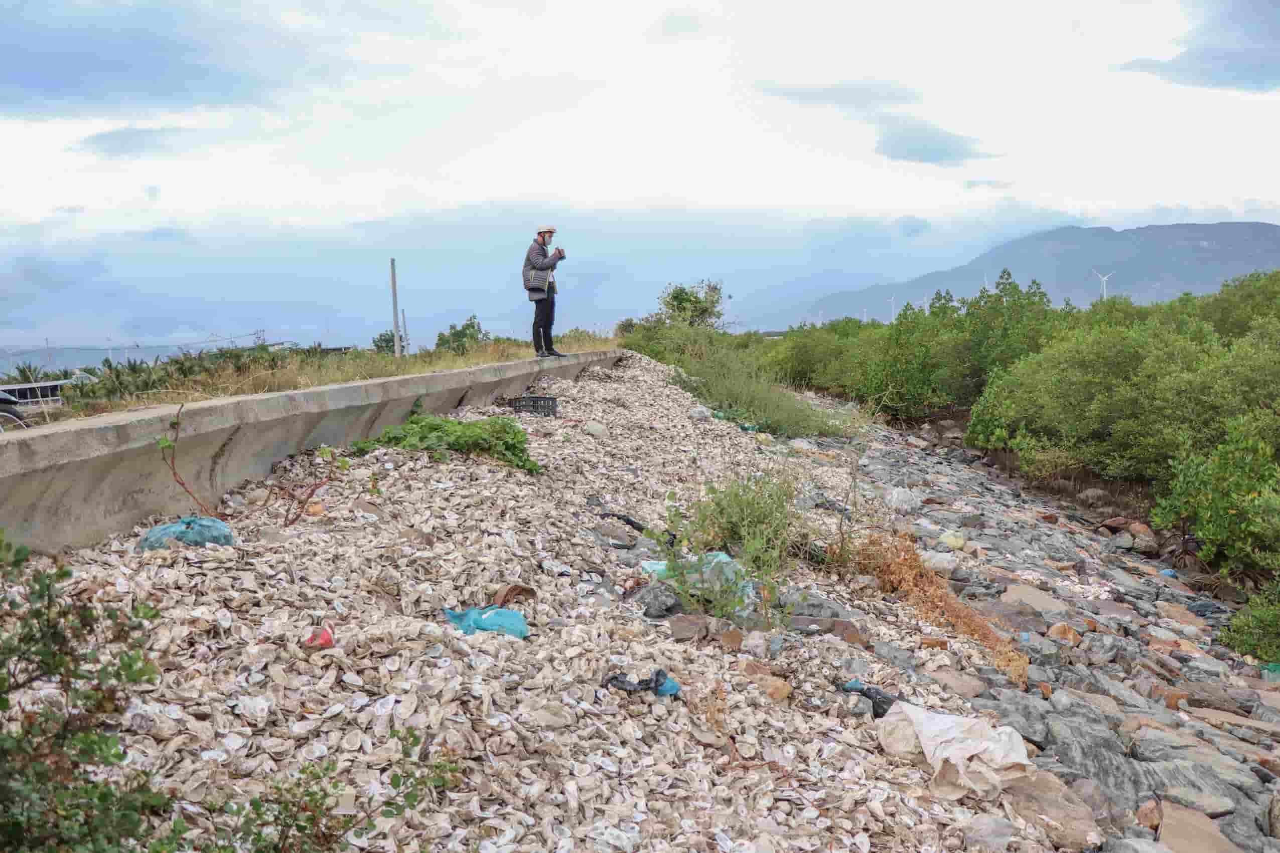 Oyster shells were dumped by people all over the Nai lagoon embankment in Tri Hai commune. Photo: Thien Tri