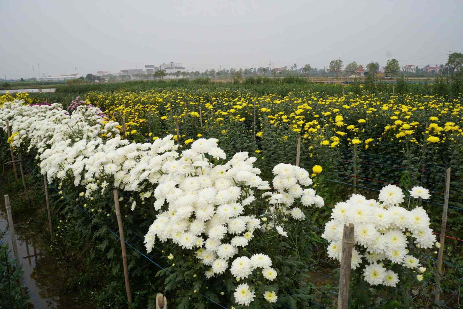 People in Phu Tai 1 flower village (Kim Thanh district, Hai Duong) are preparing chrysanthemums for the 2025 Lunar New Year market. Photo: Cong Hoa
