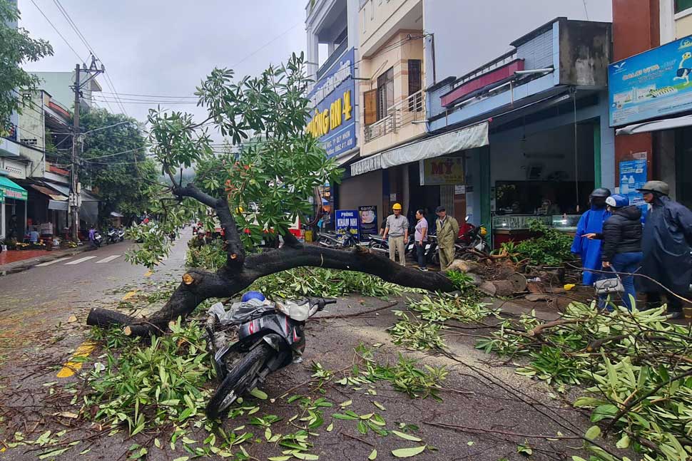 A tree on a street in Quy Nhon (Binh Dinh) fell and hit a pedestrian. Photo: Hoai Luan