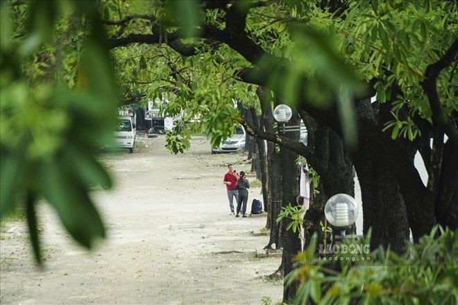 Hanoi aims to plant 700,000 new trees by 2025. Photo: Tung Giang