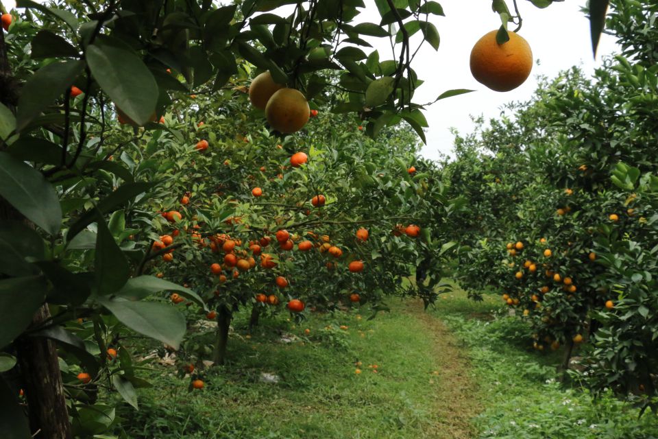 Clean, organically grown oranges have eye-catching designs in orange gardens in Cao Phong (Hoa Binh).