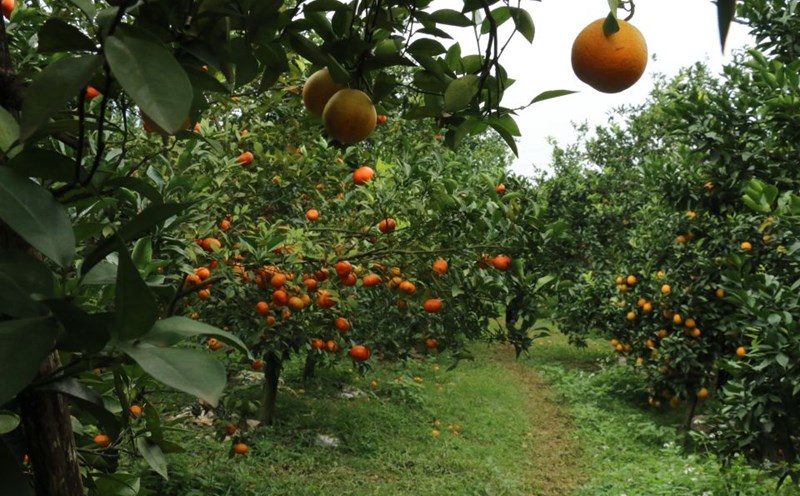 Clean, organically grown oranges have eye-catching designs in orange gardens in Cao Phong (Hoa Binh).