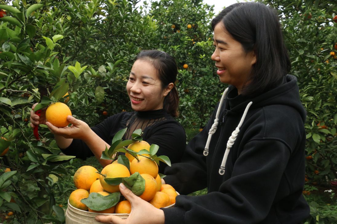 Nhung ngay cuoi nam, nguoi nong dan o vung trong cam Cao Phong phan khoi vi nam nay duoc mua, duoc gia.