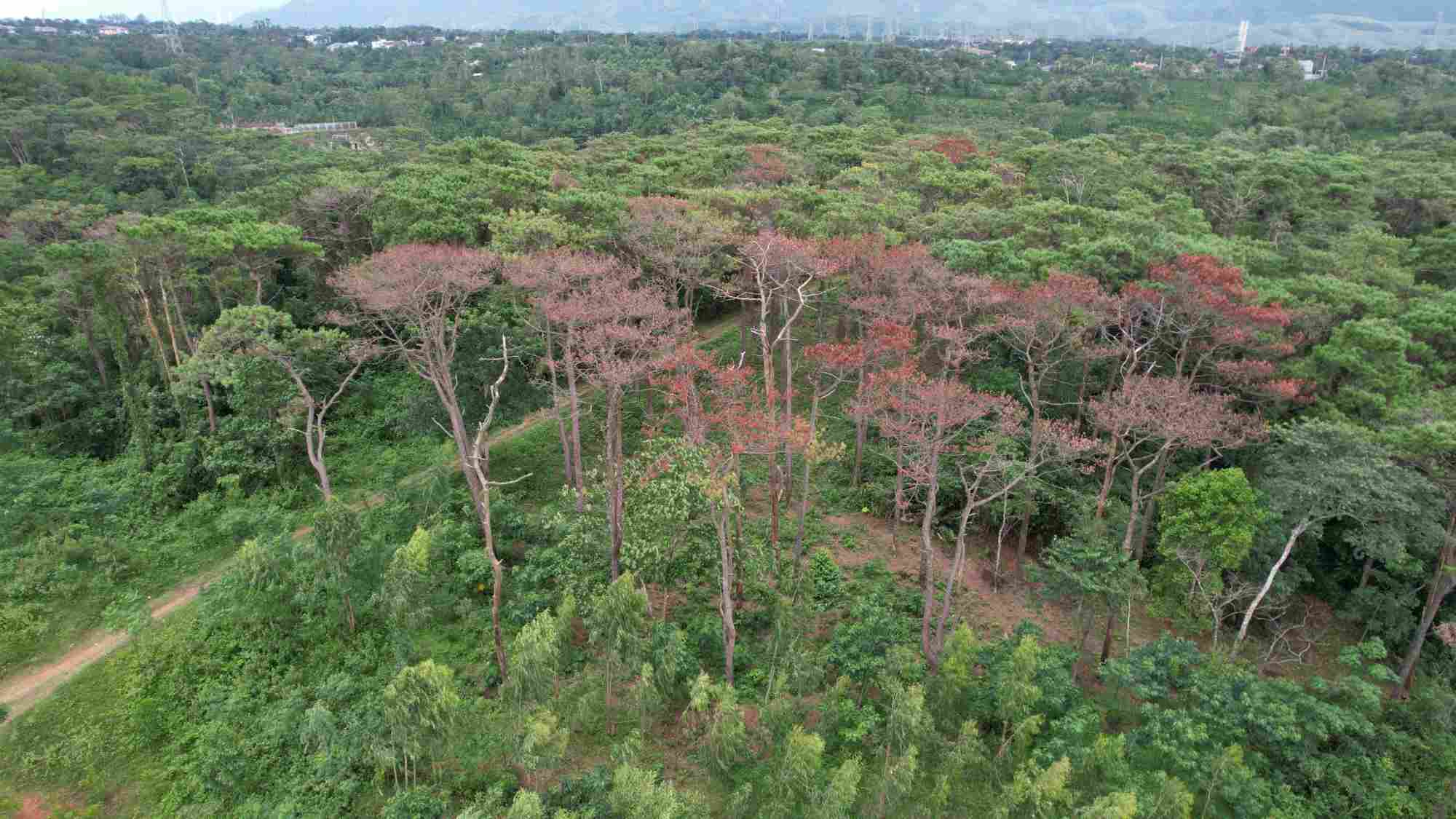 Protective pine forests in Huong Hoa district were cut down by people, causing the trees to die gradually with the aim of encroaching on the land. Photo: Hung Tho