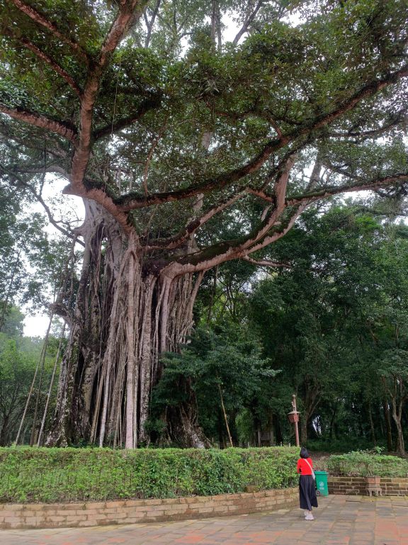 The banyan tree stands tall in a corner of the Dragon yard in Lam Kinh relic site.