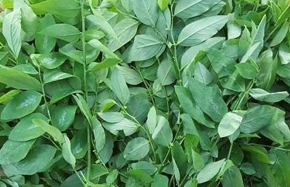 Malabar spinach and jute are not only familiar dishes but also a natural source of calcium. Photo: Kieu Vu.