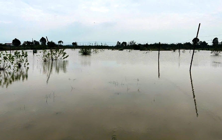 Nhieu ruong rau cua nong dan o cac xa Nghia Dung, Nghia Ha chim trong bien nuoc. Anh: Vien Nguyen