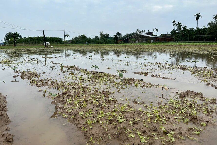 Prolonged heavy rains have caused severe damage to vegetable growing areas in Nghia Dung and Nghia Ha communes (Quang Ngai City). Photo: Vien Nguyen
