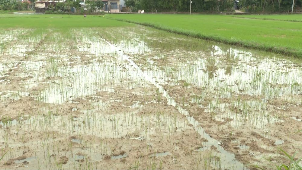 Nguoi dan xa Hoa Tien, huyen Hoa Vang (TP Da Nang) kho so voi nan xam nhap man vao giua nam 2024. Anh: TT