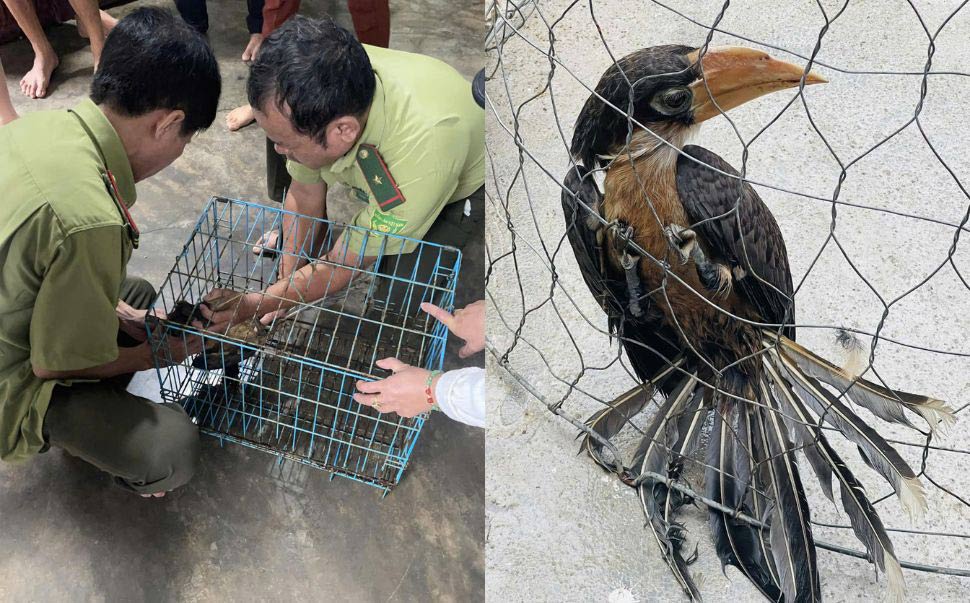 Tuy Hoa City Forest Ranger Department (Phu Yen) receives brown hornbills to release into the wild. Photo: Minh Hang
