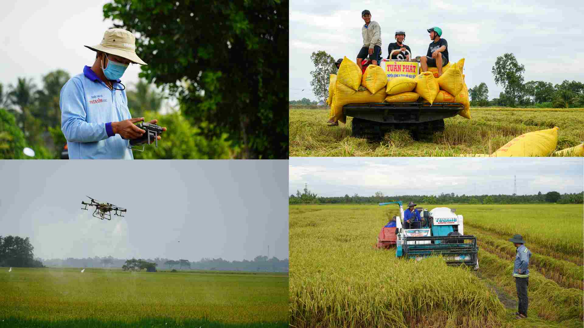 Applying mechanization to farmers growing idle rice in the fields