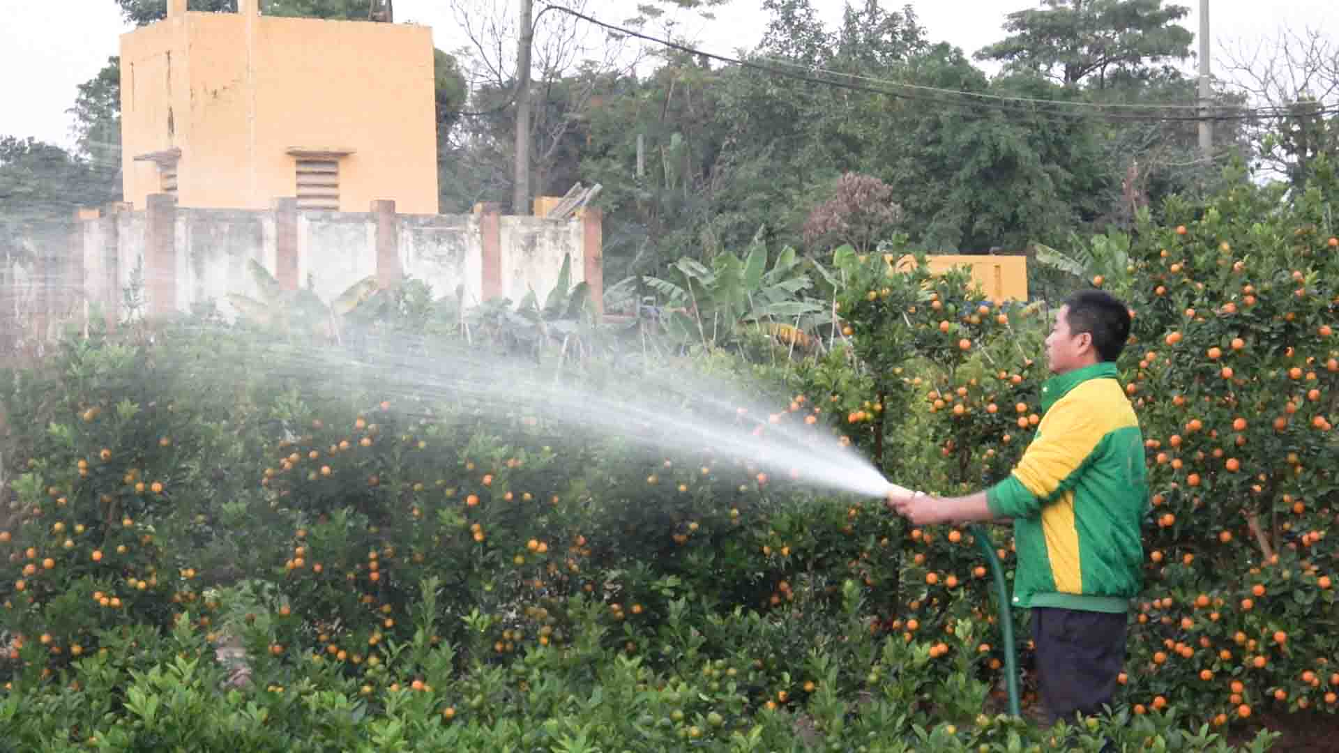 Kumquat prices for Tet increased by 30% compared to previous years, garden owners earned billions