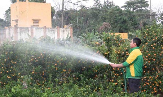 Giá quất Tết tăng 30% so với mọi năm, chủ vườn thu tiền tỉ