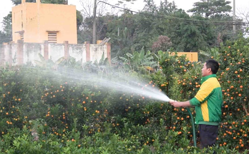 Kumquat prices for Tet increased by 30% compared to previous years, garden owners earned billions