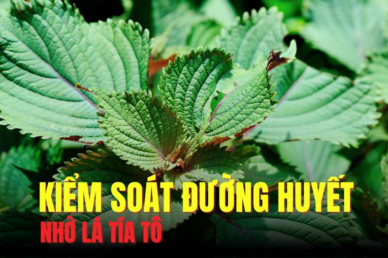 Perilla leaves have the effect of effectively supporting blood sugar control. Graphics: Hai Ly