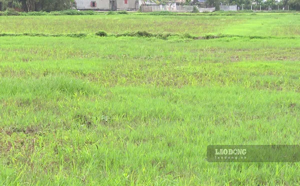 Many agricultural areas in Nam Dinh and Thai Binh provinces are abandoned. Photo: Ha Vi