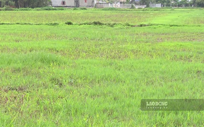 Nông dân bỏ hoang ruộng ở Nam Định, Thái Bình