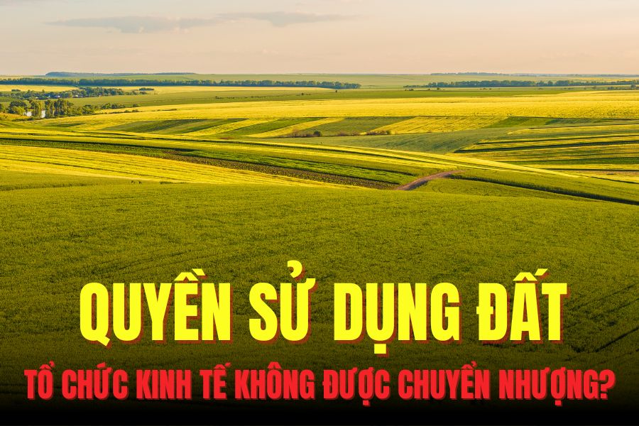 Economic organizations are not allowed to receive the right to use protective forest land and special-use forest land from individuals. Graphics: Hoai Lan