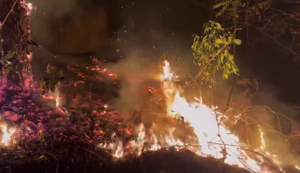 The area where the fire occurred had many fallen trees, the fire spread about 2 hectares. Photo: Cut from clip