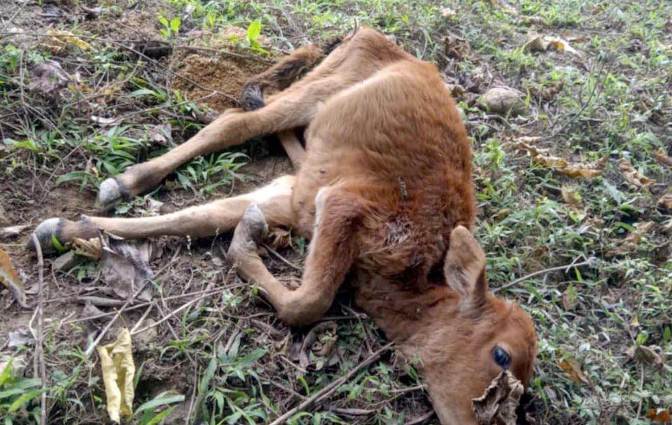 A calf (young buffalo) in the mountainous district of Ky Son, Nghe An province froze to death. Photo: Ngoc Hung