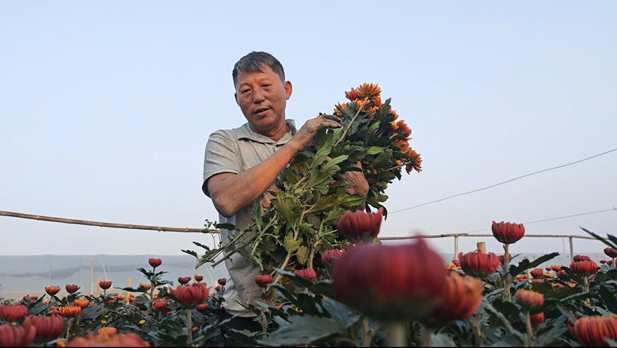 Lunar New Year 2025 weather will affect fresh flower prices