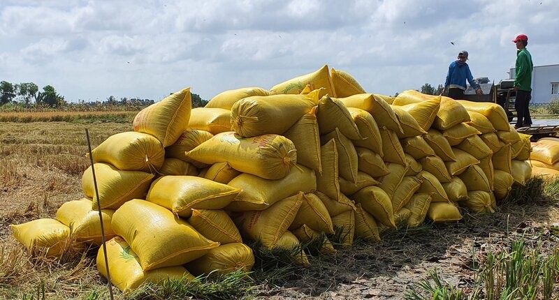 Low rice prices during the peak rice harvest season in the Mekong Delta make people unhappy. Photo: Nhat Ho