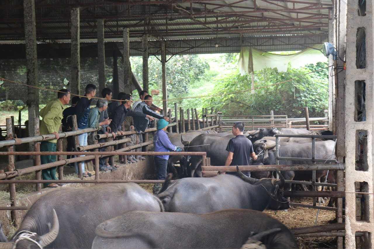 Nguoi dan huong loi tu cac du an ho tro trau giong. Anh: Minh Thuy