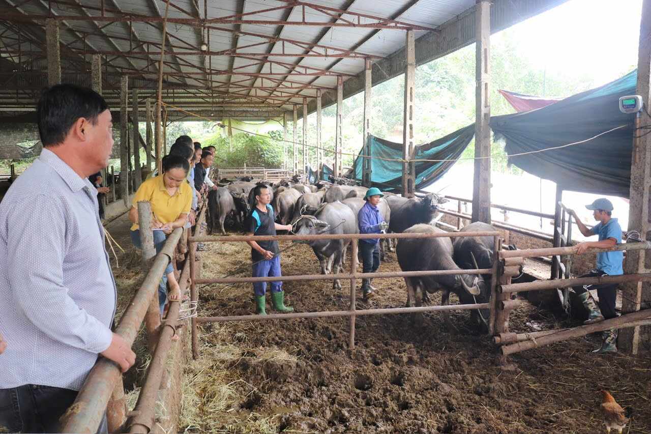 Huyen Yen Son thuc hien cac du an giam ngheo cho dong bao dan toc thieu so. Anh: Minh Thuy