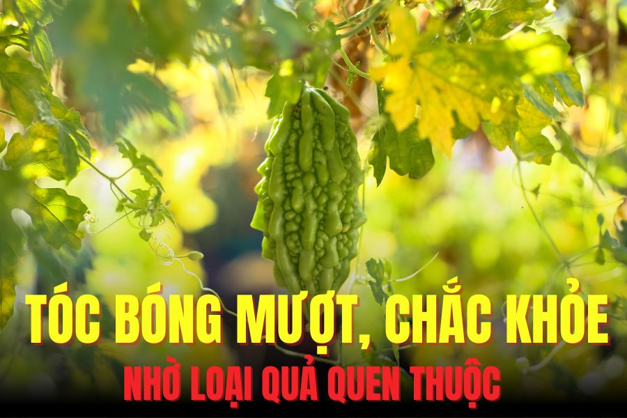 Bitter melon can help make hair stronger and shinier. Graphics: Hoai Lan