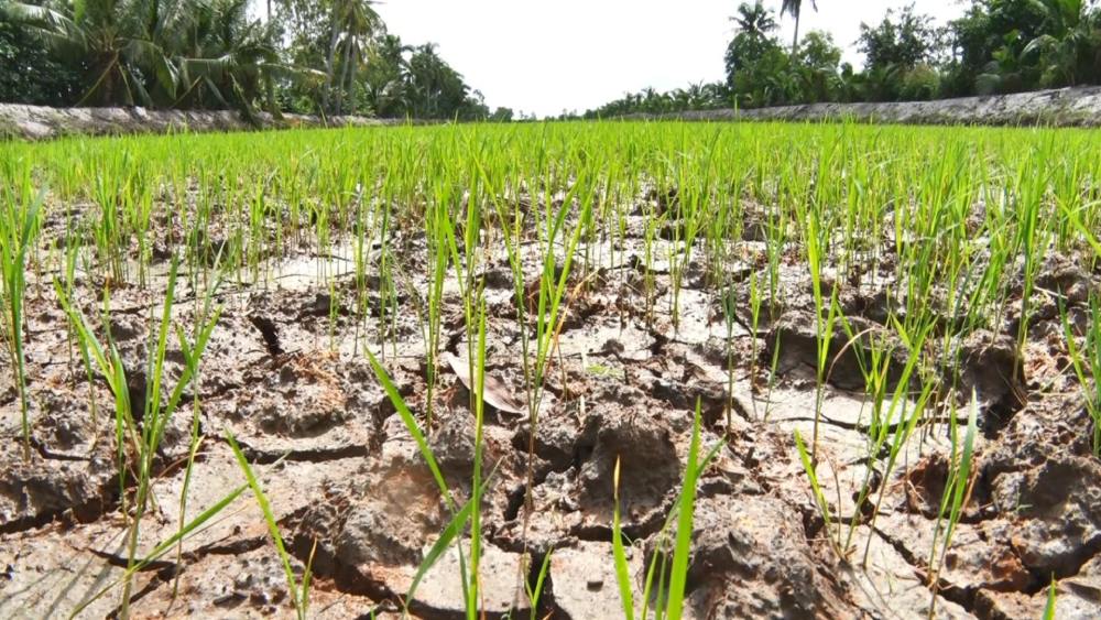 Voters in Kien Giang province have many recommendations on the issue of fake and poor quality fertilizers and pesticides affecting production. Photo: Xuan Nhi