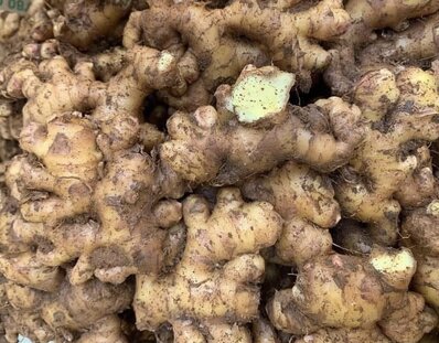 Adding ginger to your diet to lower blood sugar requires consulting a doctor. Photo: Kieu Vu