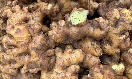 Bổ sung gừng vào chế độ ăn để hạ đường huyết cần tham khảo ý kiến bác sĩ. Ảnh: Kiều Vũ