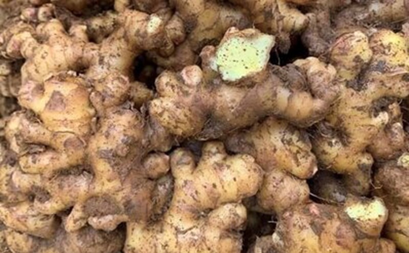 Adding ginger to your diet to lower blood sugar requires consulting a doctor. Photo: Kieu Vu