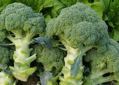 If you want to gain muscle quickly, you should add broccoli to your diet. Photo: Kieu Vu