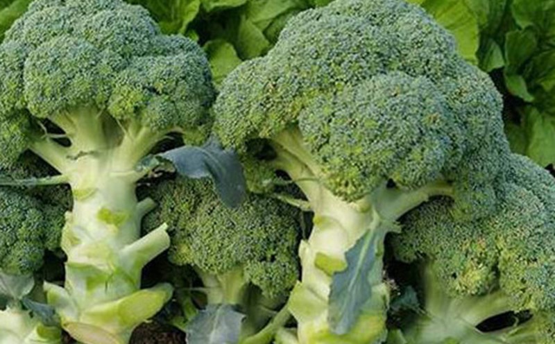 If you want to gain muscle quickly, you should add broccoli to your diet. Photo: Kieu Vu
