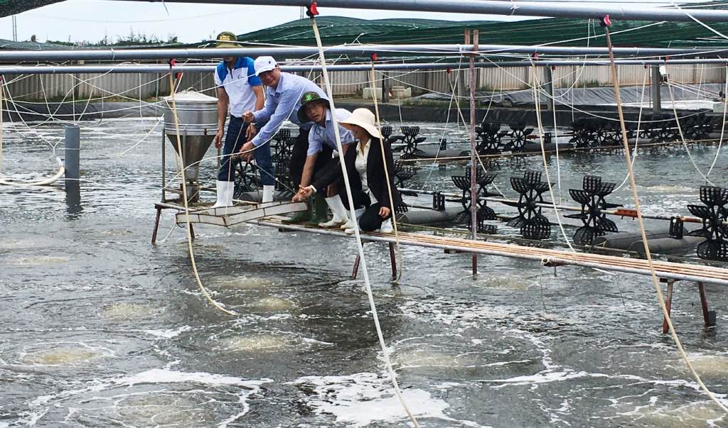 Nuoi tom cong nghe cao o tren dia ban tinh Ben Tre. Anh: Thanh Nhan