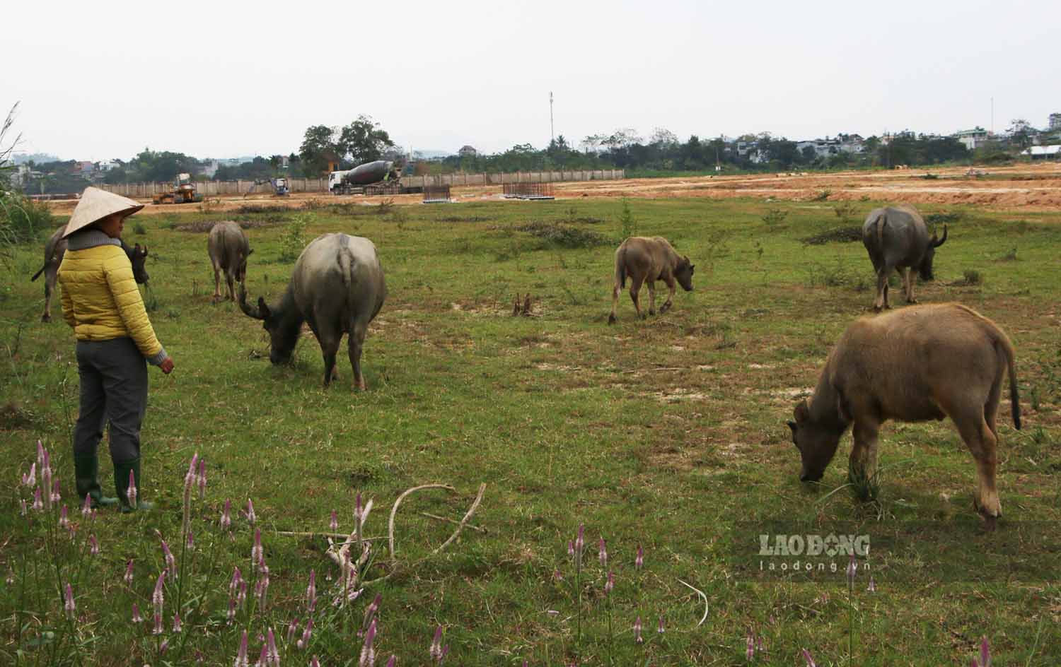 People are heartbroken to see fertile coastal land being reclaimed to build an urban area that has not been completed for many years. Photo: Viet Bac.