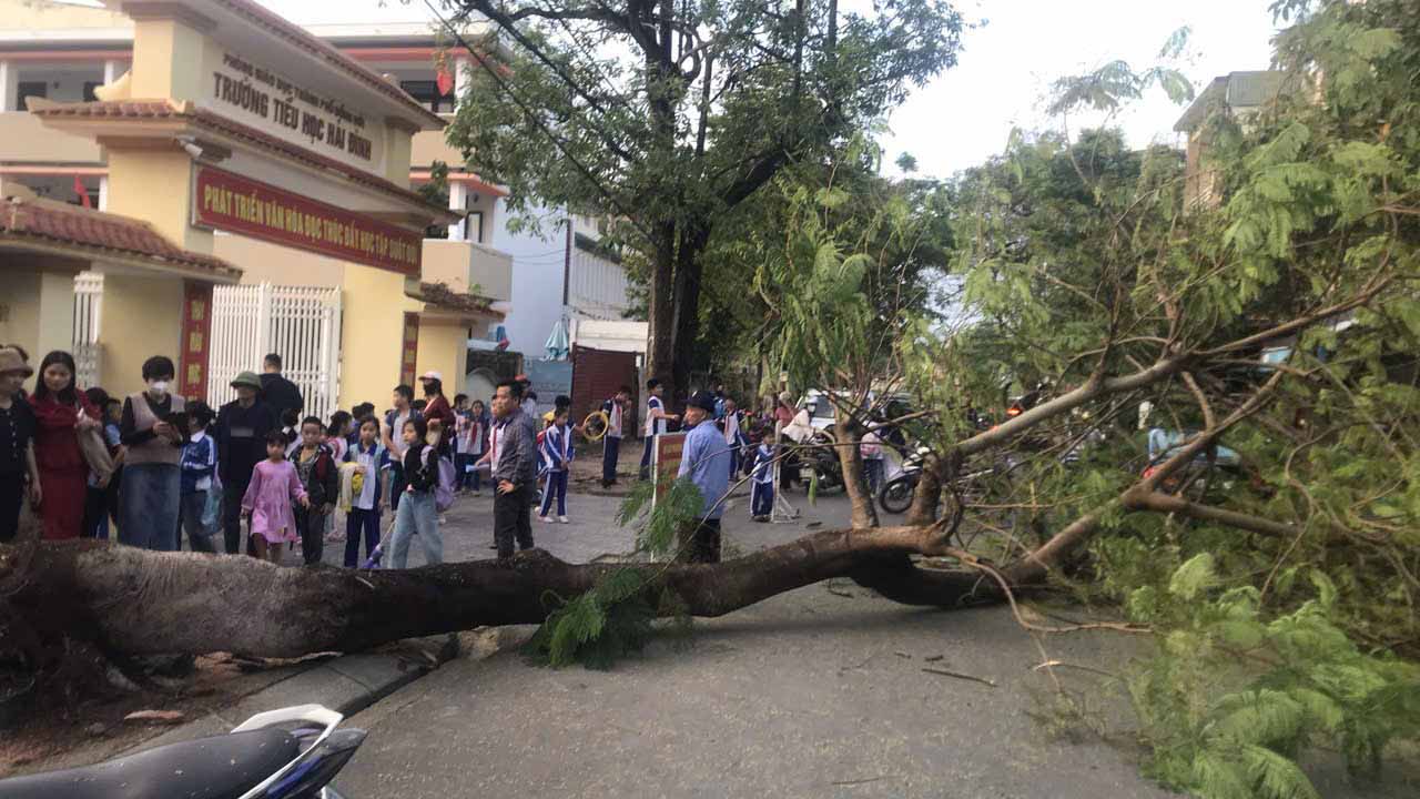 Royal poinciana tree falls in front of Hai Dinh Primary School at rush hour. Photo: T.Nguyen
