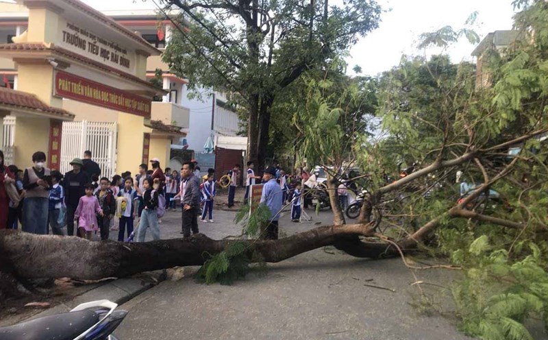 Royal poinciana tree falls in front of Hai Dinh Primary School at rush hour. Photo: T.Nguyen