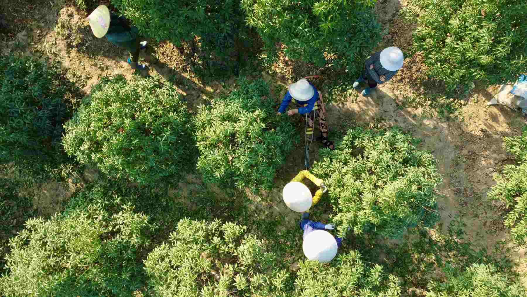 Green has returned to the land devastated by floods. Photo: Viet Bac