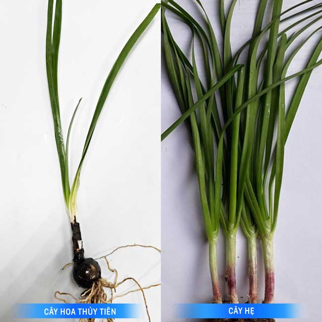 The image of the daffodil plant provided by the family (left) and the chive plant have similar leaves, so it is easy to confuse and cause poisoning in children. Photo: BVCC